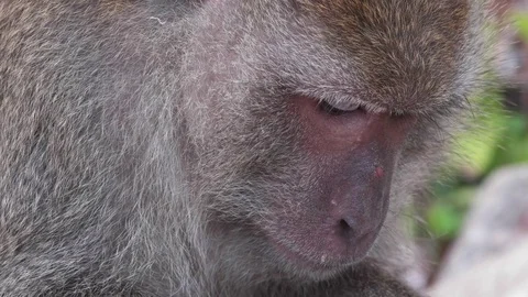 Close up of wild rhesus monkey head in natural setting, chewing, looking around. Stock Footage 76342976