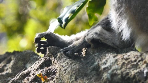 Close Up Of Wild Ring Tailed Lemur Paws, Isalo National Park, Madagscar Stock Footage 125341252