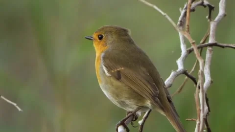 Close up of a wild robin bird perching on a dry twig against a blurred green Видео 347989811