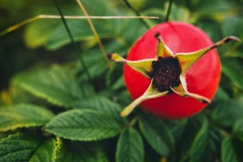 A close up of wild rose fruit. Stock Photos
