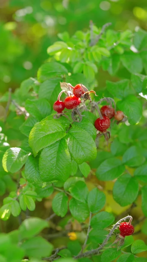 Close-up of wild rose hips with subtle focus shift and gentle forward camera mov Stock Footage 345400798