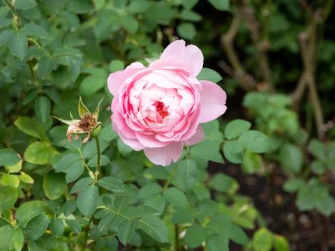 Close-up of A Wild Rose 写真素材