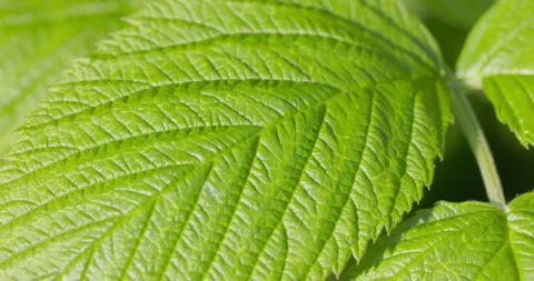 The close-up of the wild Rubus idaeus (raspberry) leaf Stock Footage 309451290