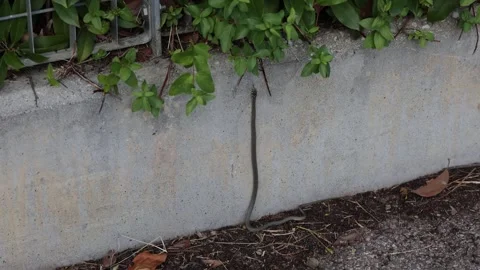 Close up of a wild slow worm legless lizard trying to climb a wall Stock Footage 346182726