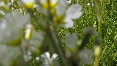 Close-up of wild small flowers with a white bud growing in a field under the Stock Footage 246855257