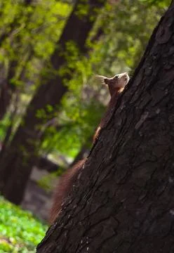 Close up wild small squirrel climbing up tree in park concept photo Stock Photos