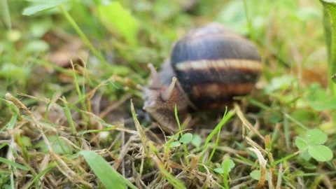 Close up of a wild snail crawling on green grass Stock Footage 337982481