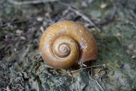 Close up of wild snail shell on muddy ground Stock Photos