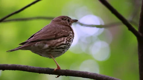 A close-up of a wild song thrush perched on a tree branch against a blurred gree Stock Footage 331005956
