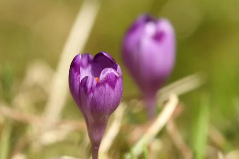 Close up of wild spring crocus over green out of focus background Stock Photos