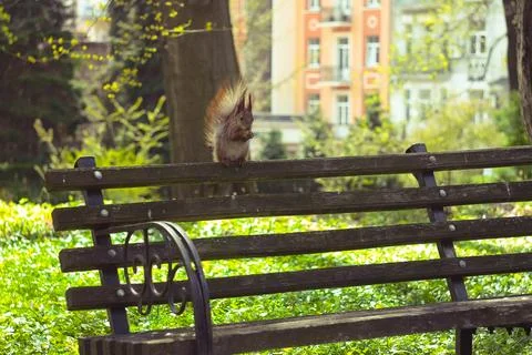 Close up wild squirrel eating nut on back bench in park concept photo Stock Photos