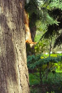 Close up wild squirrel going down tree trunk concept photo Stock Photos