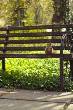 Close up wild squirrel sitting on edge of bench and staring concept photo Stock Photos