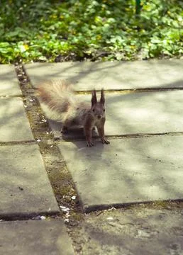 Close up wild squirrel standing on brick paver walkway in park concept photo Foto stock