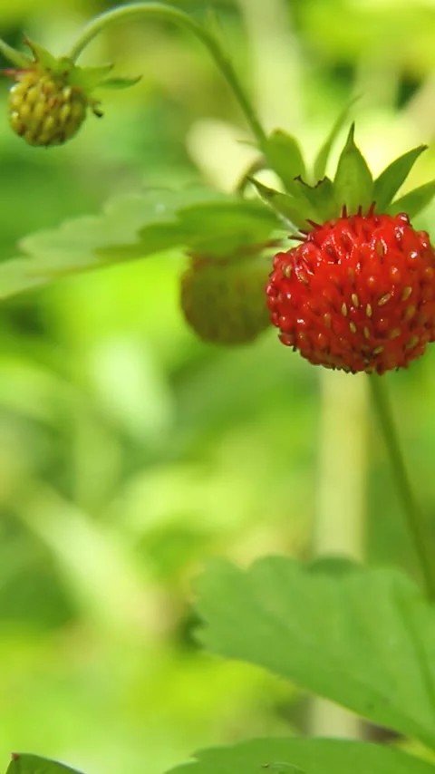 Close-up wild strawberry with detailed texture and natural coloring Video stock 313308853