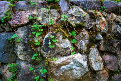 Close-up wild strawberry leaf grows on the background of a wall of stones on a Fotos Stock