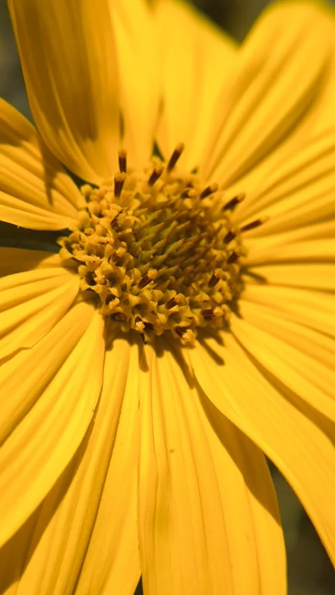 Close-up of a wild sunflower swaying in the wind. Stock Footage 334859596