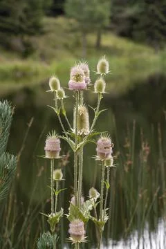 Close up of a Wild Teasel (Dipsacus fullonum) with purple flowers. Shot in Si Stock Photos
