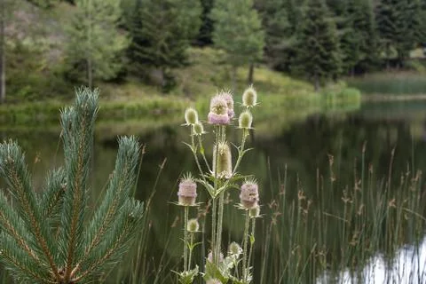 Close up of a Wild Teasel (Dipsacus fullonum) with purple flowers. Shot in Si Foto stock