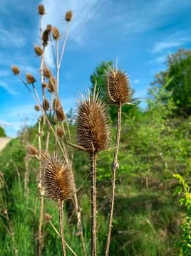Close up wild teasel Stock Photos