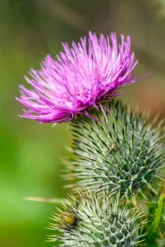 Close up of wild thistle Stock Photos
