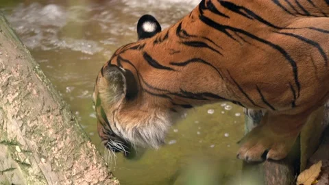 Close up wild tiger drinks from river water Stock Footage 136493149