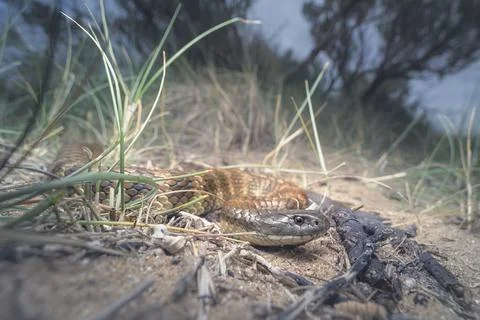 Close-up of a Wild tiger snake (Notechis scutatus) on coastal sand dunes, Stock Photos