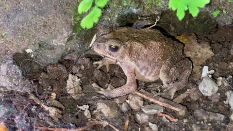 Close up of a wild toad opening its mouth on the ground near rocks Vidéo 334949749