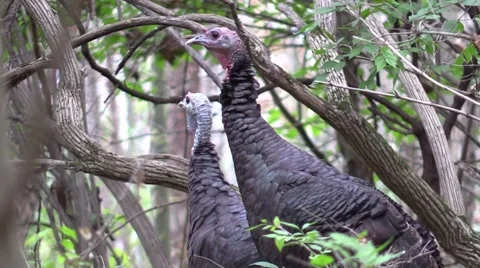 Close up wild turkey hens in forest wildlife nature animal Stock Footage 54616870