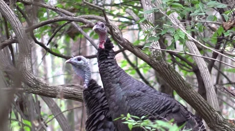 Close up wild turkey hens in forest Vídeo Stock 54616913
