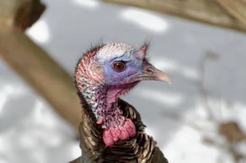 Close-up of a Wild Turkey 스톡 사진