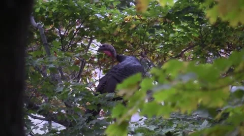 Close up wild turkey roosting in a tree rare shot wildlife nature animal Vidéo 54616170