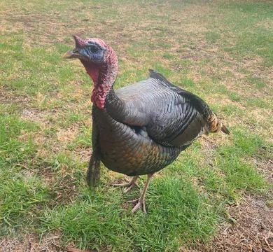 Close up wild turkey standing on grass natural setting Stock Photos