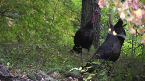 Close up wild turkey walking in forest nature animal Stock Footage 54615419