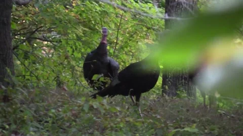Close up wild turkey walking in forest wildlife nature animal Stock Footage 54615427