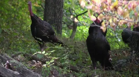 Close up wild turkey walking in forest wildlife nature animal Stock Footage 54616214