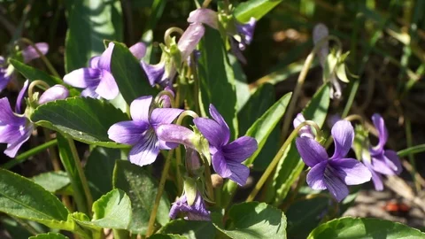 Close-up of wild violet Viola canina Stock Footage 88600635