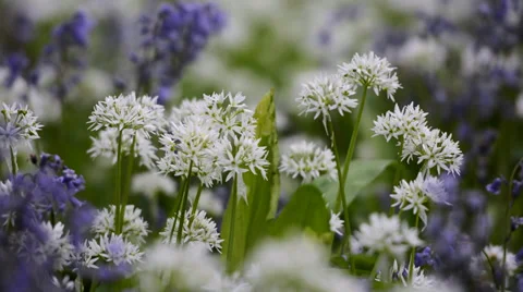 Close up of wild white flowers surrounded by purple flowers Stock Footage 37557901