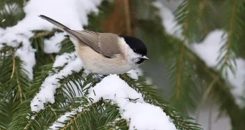 Close-up of a wild willow tit bird in a snowy winter forest. Stock Photos