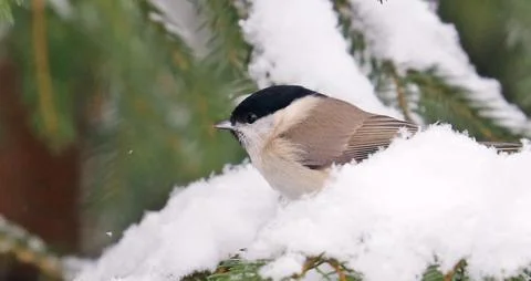 Close-up of a wild willow tit bird in a snowy winter forest. Stock Photos