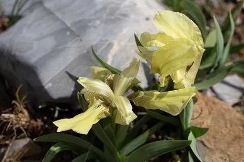 Close-up of Wild Yellow Dwarf Iris Iris Suaveolens Blooming in Rocky Terrain Stock Photos