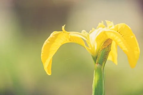 Close up wild yellow flag iris in garden pond Stock Photos