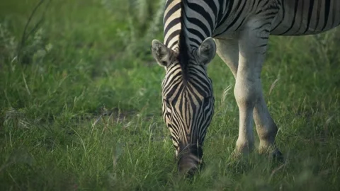 Close up of wild zebra eating grass on African savanna in a national park during Stock Footage 331939056