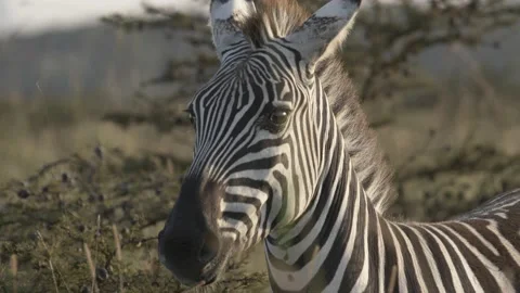 Close up of wild zebra looking at the camera in Nairobi National Park Kenya Stock Footage 147354501