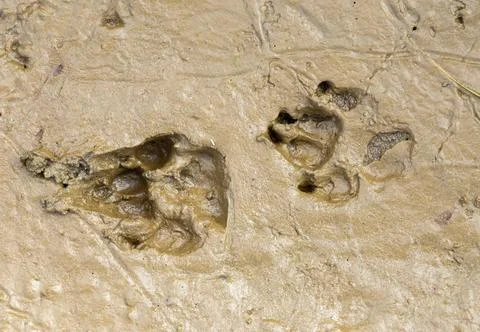 Close-up of wildcat tracks on mud Stock Photos