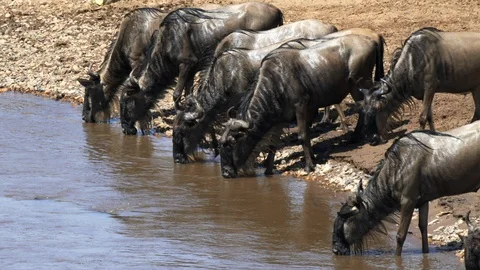 Close up of wildebeest drinking from the mara river Stock Footage 111756877