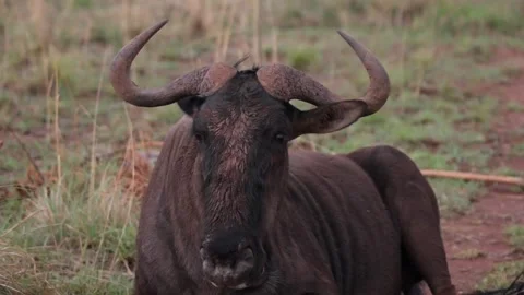 Close up of wildebeest laying in field chewing. Stock Footage 172527504