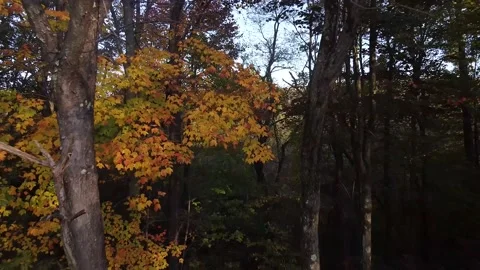 A Close Up of the Wilderness Then the Clip Backs Up and Rises Stock Footage 157983286