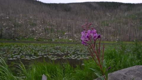 Close up of Wildflower with Alpine Lake Stock Footage 147602050