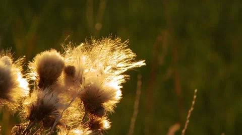 Close-up of wildflower Video stock 55333223